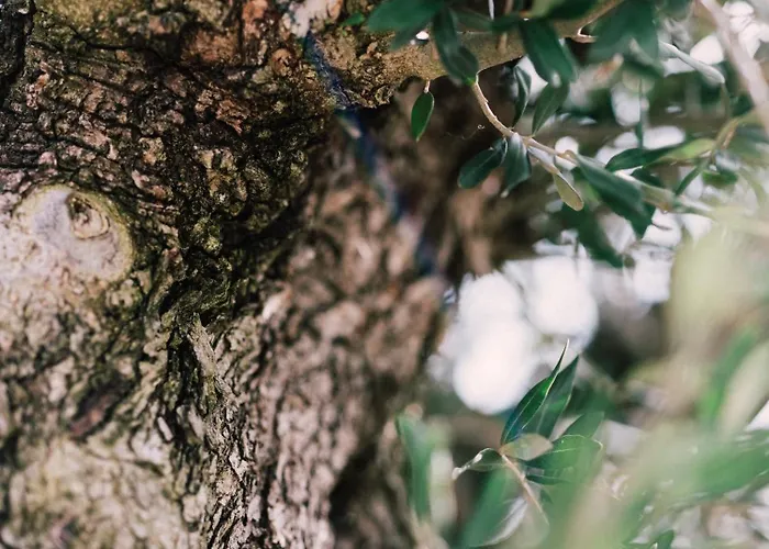 Tranquillini Auf Gut Guntrams *